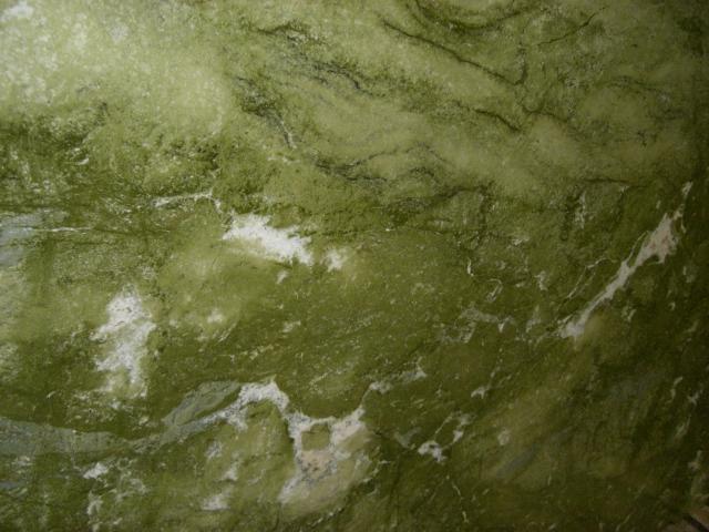 Alga Green Alga Green