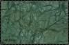 Leaf Green