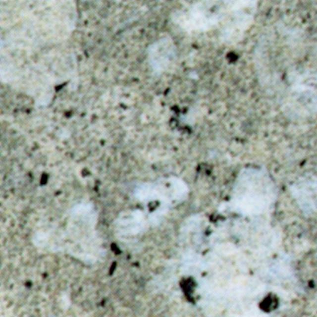 Trachite Zovonite Grigia Antiacida