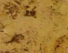 Crema Honey