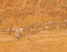 Azarshar Yellow